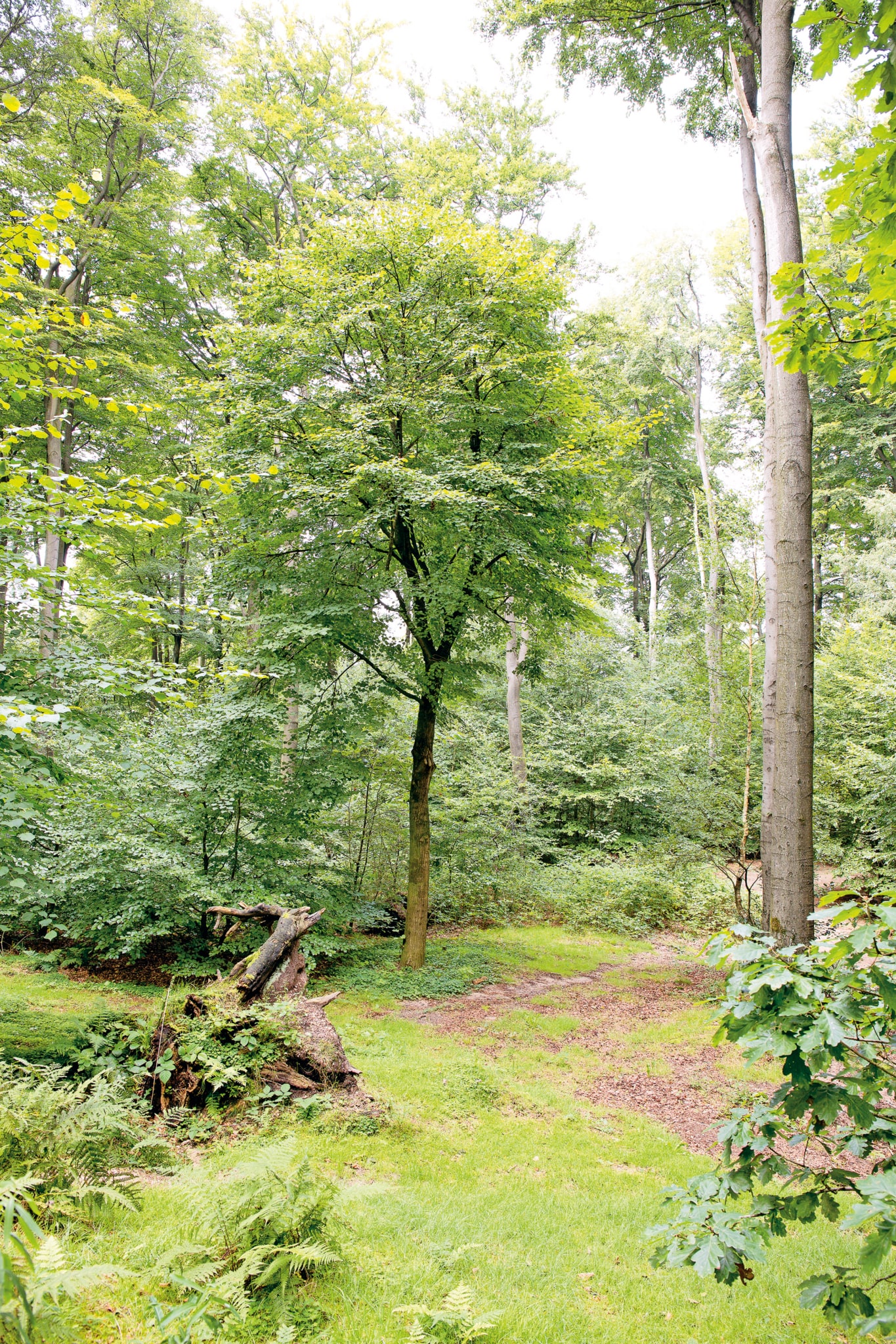 A linden tree, fully in leaf, in the forest of Sonsbeek Park. The tree is relatively small compared to the older nearby beech and oak trees.